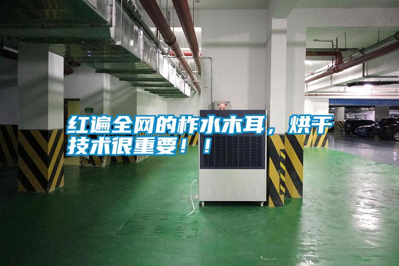 紅遍全網(wǎng)的柞水木耳，烘干技術(shù)很重要?。?/></p>
                              <p style=