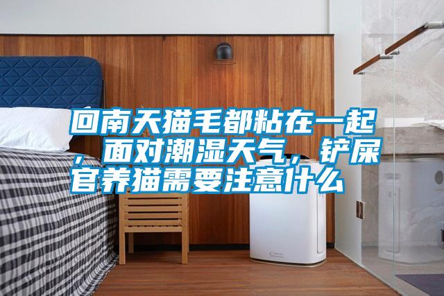 回南天貓毛都粘在一起，面對潮濕天氣，鏟屎官養(yǎng)貓需要注意什么