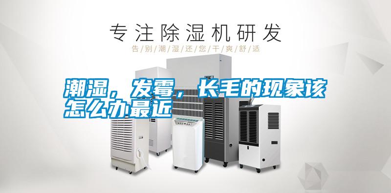 潮濕，發(fā)霉，長(zhǎng)毛的現(xiàn)象該怎么辦最近