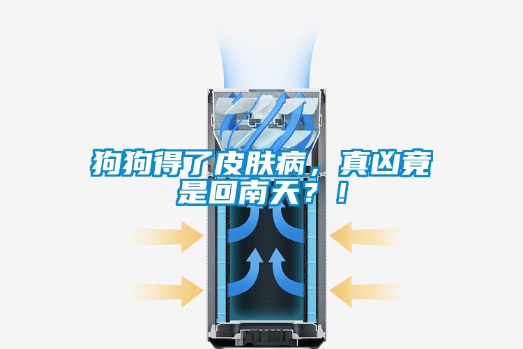 狗狗得了皮膚病，真兇竟是回南天？！
