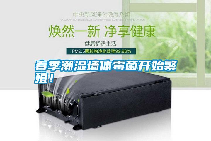 春季潮濕墻體霉菌開始繁殖！