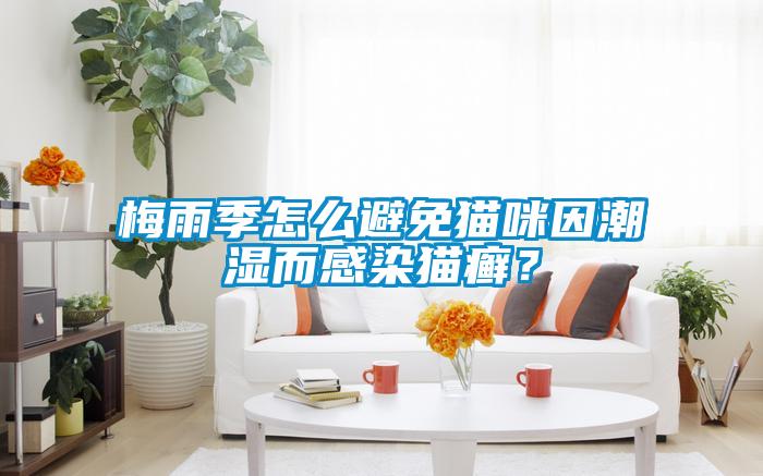 梅雨季怎么避免貓咪因潮濕而感染貓癬？