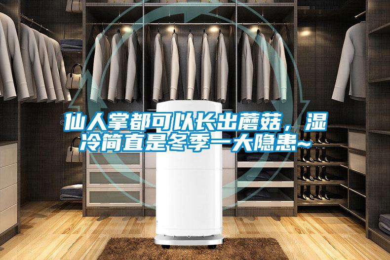 仙人掌都可以長出蘑菇，濕冷簡直是冬季一大隱患~