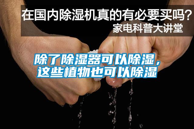 除了除濕器可以除濕，這些植物也可以除濕