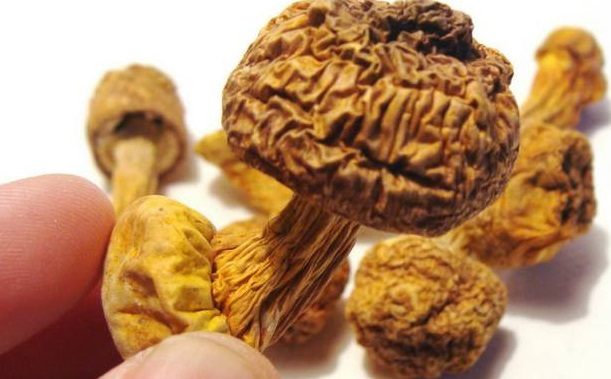 巴西菇、姬松茸烘干機(jī)-怎樣烘干色澤好且菇體褶片完整？